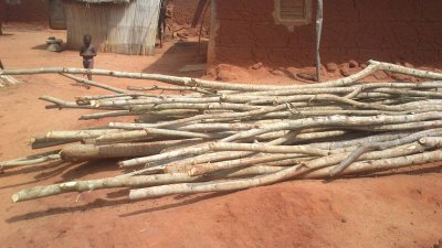 <p>La charpente sera faite de grosses branches</p> Photo A. Houansou 